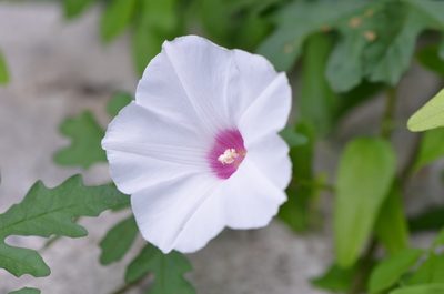 Distimake dissectus, photographed by Center for Urban Ecology
