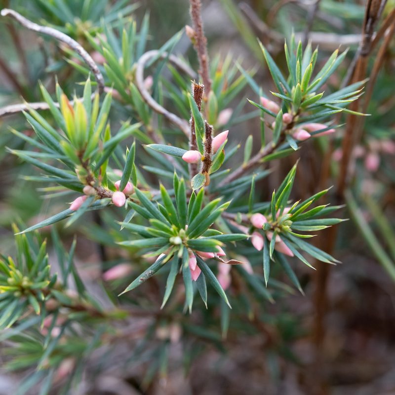 Brachyloma ericoides, photographed by Kym Nicolson