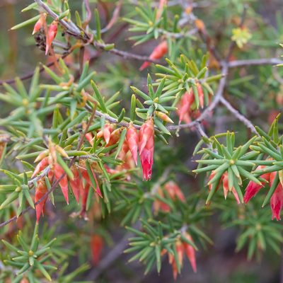 Stenanthera conostephioides, photographed by Kym Nicolson
