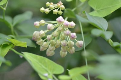 Funastrum cynanchoides, photographed by Center for Urban Ecology