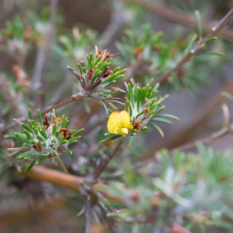 Phyllota pleurandroides, photographed by Kym Nicolson
