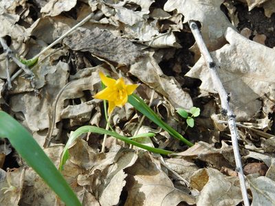 Tulipa sylvestris, photographed by Андрей Козлов