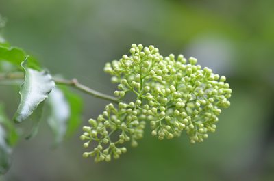 Amyris texana, photographed by Center for Urban Ecology