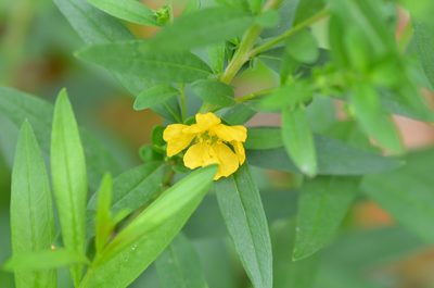 Heimia salicifolia, photographed by Center for Urban Ecology