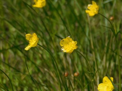 Ranunculus pedatus, photographed by Андрей Козлов