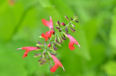 Salvia coccinea, photographed by Center for Urban Ecology