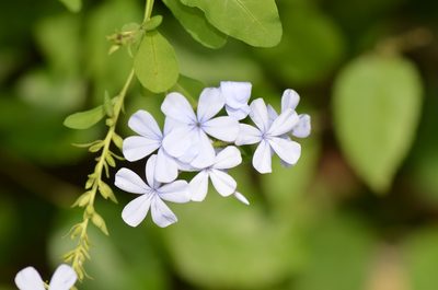 Plumbago auriculata, photographed by Center for Urban Ecology