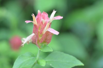 Justicia brandegeeana, photographed by Center for Urban Ecology