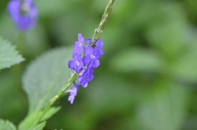 Stachytarpheta jamaicensis, photographed by Center for Urban Ecology
