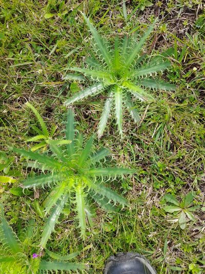 Eryngium serra, photographed by Agustina Medina