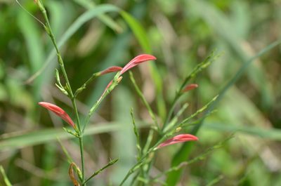Dicliptera sexangularis, photographed by Center for Urban Ecology