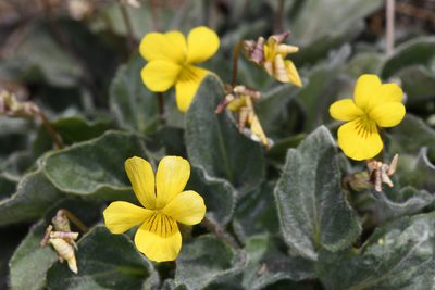 Viola purpurea, photographed by Trevor Van Loon