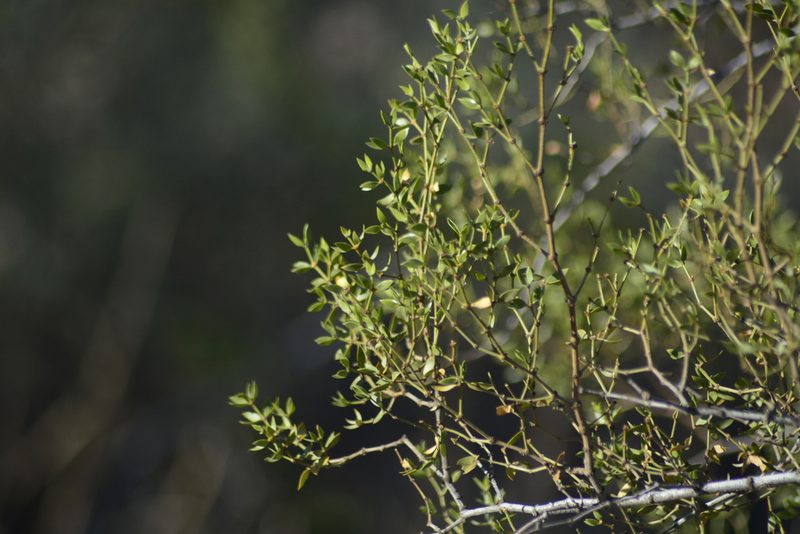 Larrea divaricata, photographed by veonatura