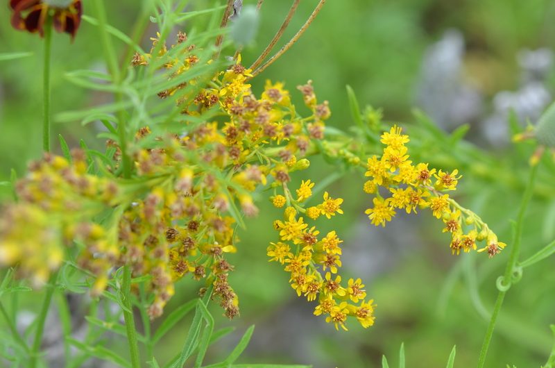 Solidago mexicana, photographed by Center for Urban Ecology
