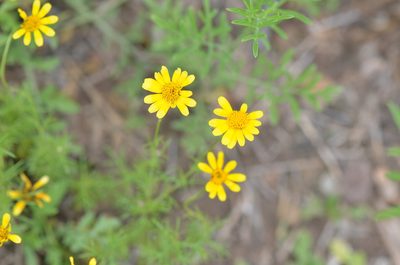 Thymophylla tenuiloba, photographed by Center for Urban Ecology