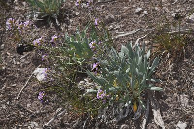 Phoenicaulis cheiranthoides, photographed by Trevor Van Loon