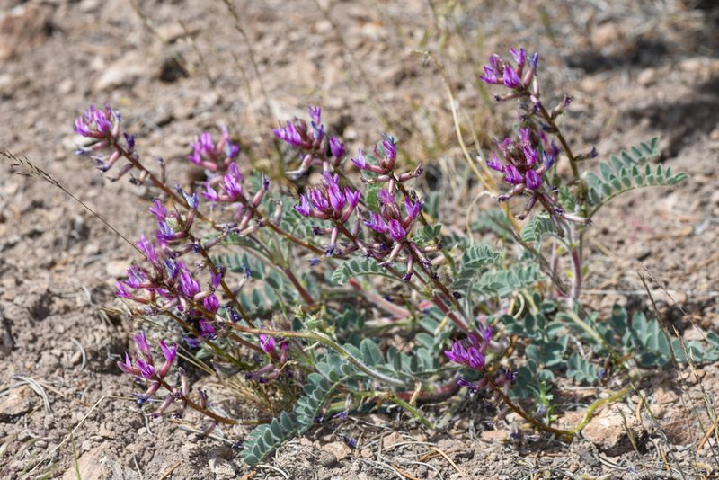 Astragalus malacus, photographed by Trevor Van Loon