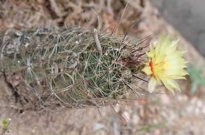 Thelocactus setispinus, photographed by Center for Urban Ecology