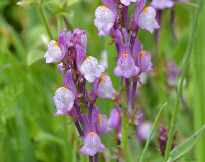Linaria virgata, photographed by Mourad Harzallah
