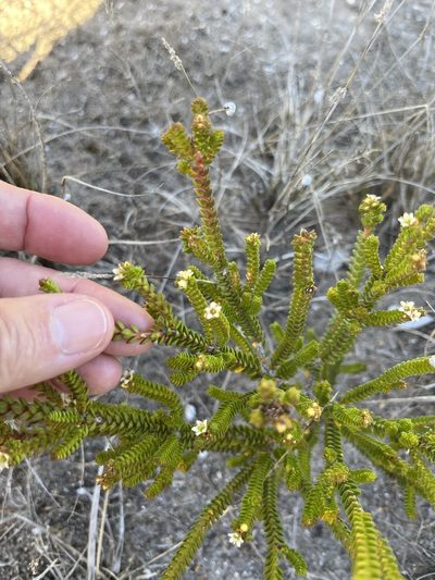 Diosma guthriei, photographed by Charleen Brunke