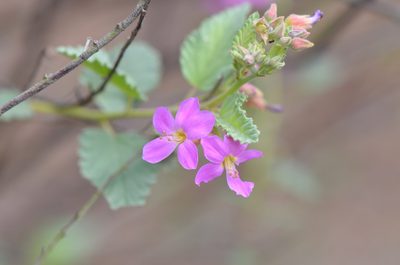 Melochia tomentosa, photographed by Center for Urban Ecology