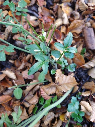 Cardamine glacialis, photographed by Pablo