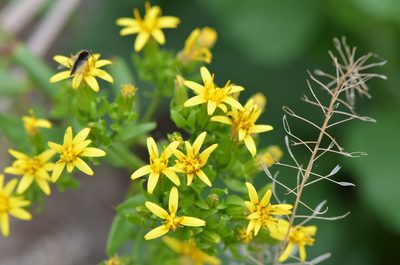 Trixis inula, photographed by Center for Urban Ecology