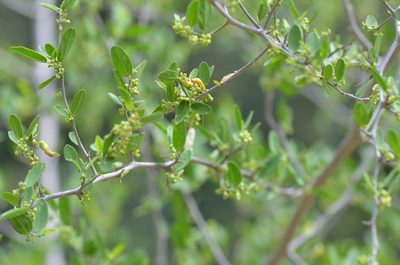 Celtis pallida, photographed by Center for Urban Ecology