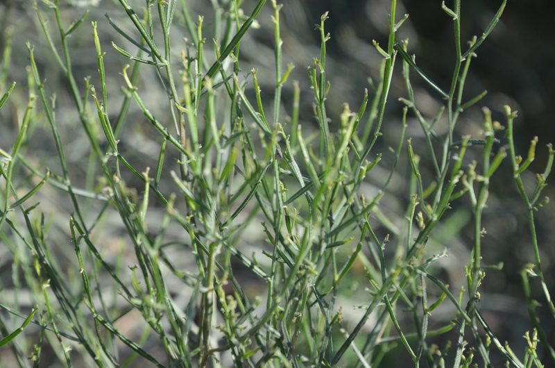 Baccharis articulata, photographed by Lauu