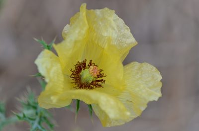 Argemone aenea, photographed by Center for Urban Ecology