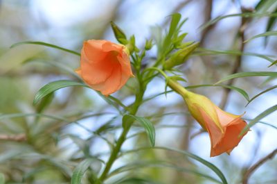 Cascabela thevetia, photographed by Center for Urban Ecology