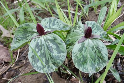 Trillium sessile, photographed by Fluff Berger