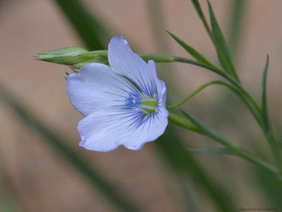 Linum usitatissimum, photographed by Mourad Harzallah
