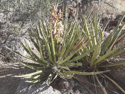Yucca baccata, photographed by bmasinton