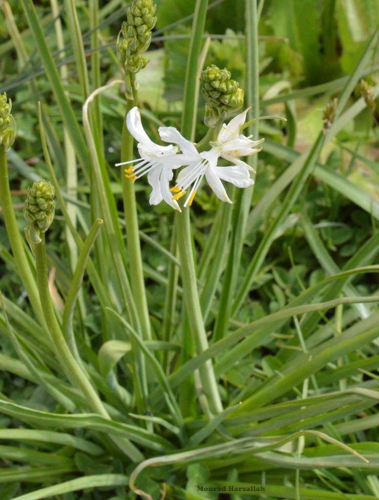 Anthericum baeticum, photographed by Mourad Harzallah