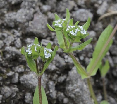 Valeriana locusta, photographed by Fluff Berger