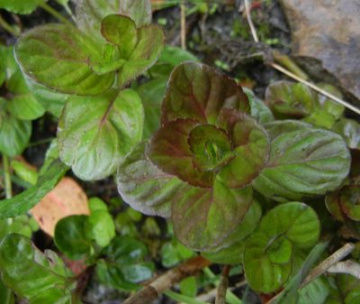 Mentha aquatica, photographed by Jon Mortin