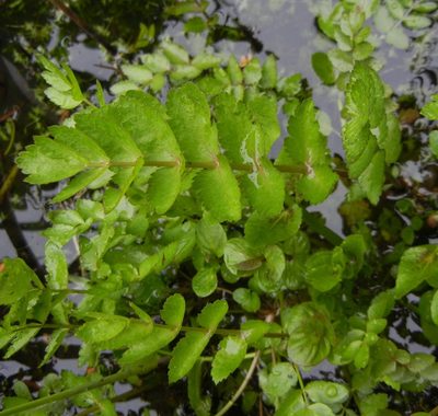 Berula erecta, photographed by Jon Mortin