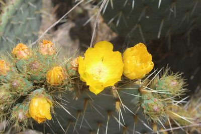 Opuntia perotensis, photographed by Tereso Hernández Morales