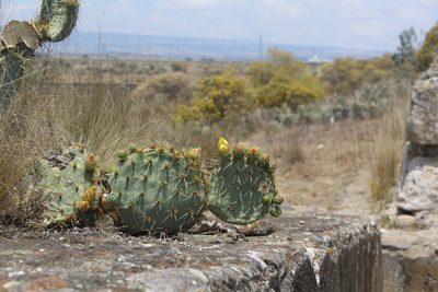 Opuntia perotensis, photographed by Tereso Hernández Morales