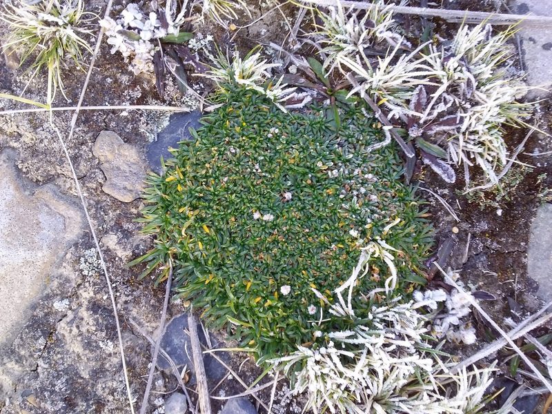 Azorella diapensioides, photographed by Humber Alberto