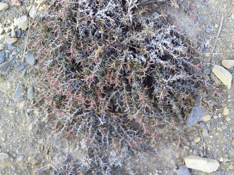Tetraglochin cristata, photographed by Humber Alberto