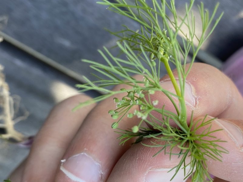 Cyclospermum leptophyllum, photographed by ahaislip