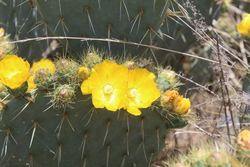 Opuntia perotensis, photographed by Tereso Hernández Morales