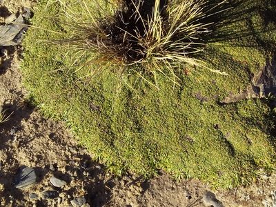 Azorella diapensioides, photographed by Humber Alberto
