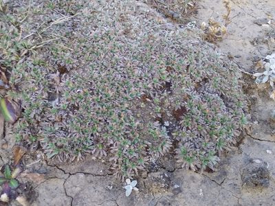 Erigeron rosulatus, photographed by Humber Alberto
