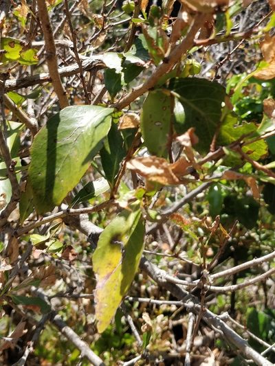 Maytenus umbellata, photographed by Vítor Jorge