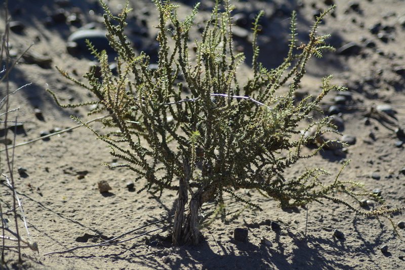 Junellia seriphioides, photographed by veonatura