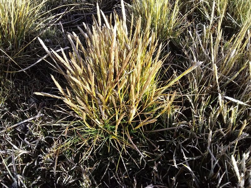 Cinnagrostis rigescens, photographed by Humber Alberto