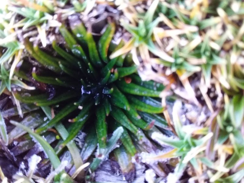 Isoetes andicola, photographed by Humber Alberto